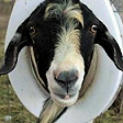 Toilet Goat