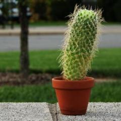 Stunning Cactus